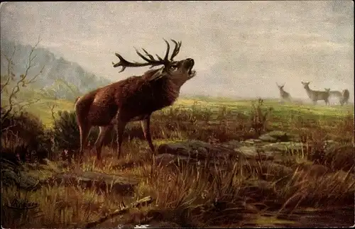 Künstler Ak Kröner, Ch., Oktobersmorgen, röhrender Hirsch