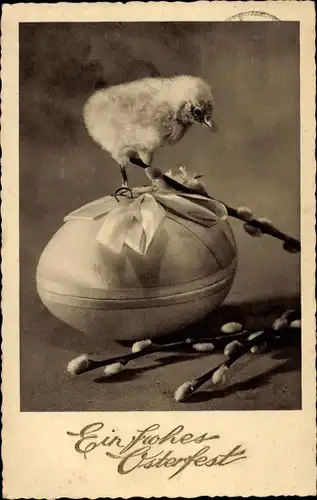 Ak Glückwunsch Ostern, Küken auf einem Osterei, Weidenkätzchen