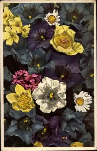 Ak Alpenblumen, Anemone, Primula farinosa, Gentiana