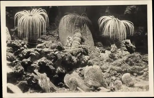 Ak Napoli Neapel Campania, Acquario, Seerose und Steckmuscheln