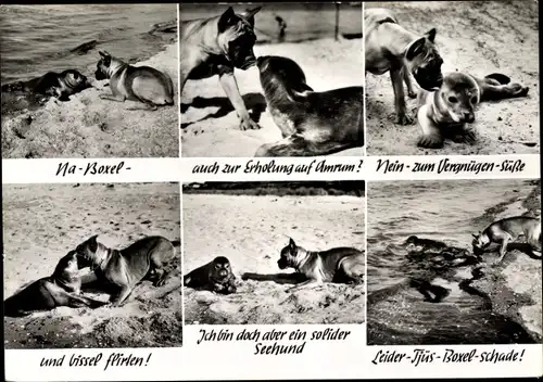 Ak Insel Amrum in Nordfriesland, Seehund und Boxer am Strand, Robbe