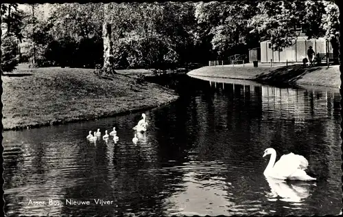 Ak Assen Drenthe Niederlande, Bos, Nieuwe Vijver, Schwäne