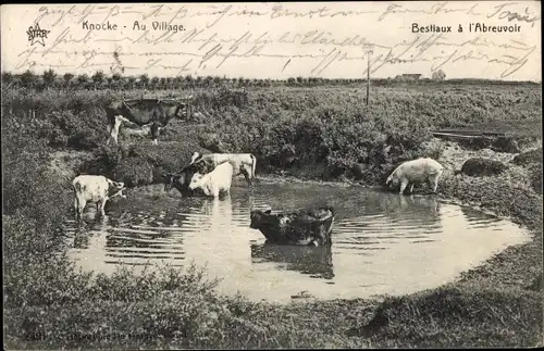 Ak Knokke Knocke Westflandern, Au Village, Bestiaux à l'Abreuvoir