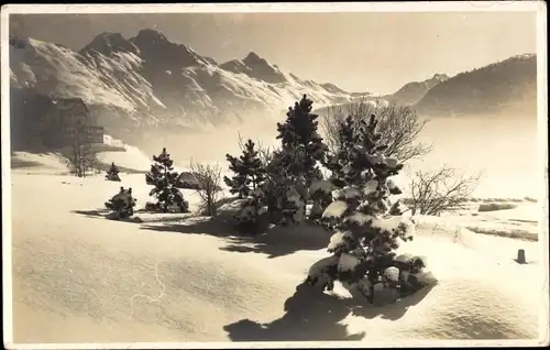 Ak Pontresina Kanton Graubünden Schweiz, Bergpanorama, Tannenbäume