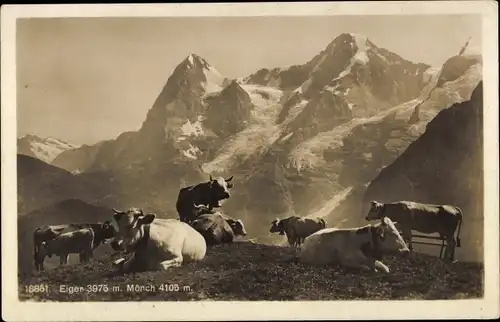 Ak Kanton Bern, Eiger, Mönch, Kühe