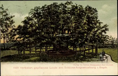 Ak Augustusburg im Erzgebirge, 1421 verkehrt gepflanzte Linde am Schloss Augustusburg