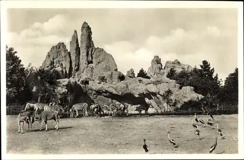 Ak Hamburg Eimsbüttel Stellingen, Carl Hagenbecks Tierpark, Afrikanische Steppe, Antilopen, Zebras