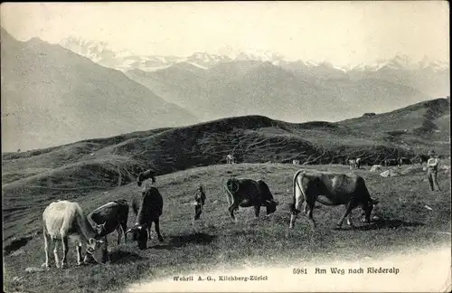 Ak Riederalp Kanton Wallis, Am Weg nach Riederalp, Kühe