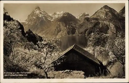 Ak Vierwaldstättersee Kanton Uri, Frühling an der Tellsplatte