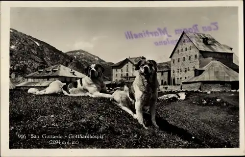 Ak Airolo Kanton Tessin Schweiz, St Gotthard Hospiz, Bernhardiner