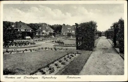 Ak Driebergen Rijsenburg Utrecht Niederlande, Rosarium