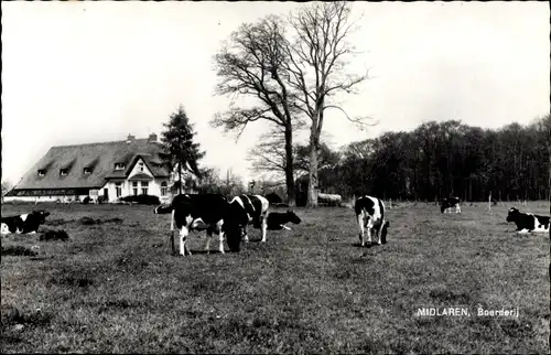 Ak Midlaren Tynaarlo Drenthe Niederlande, Boerderij, Kuhweide