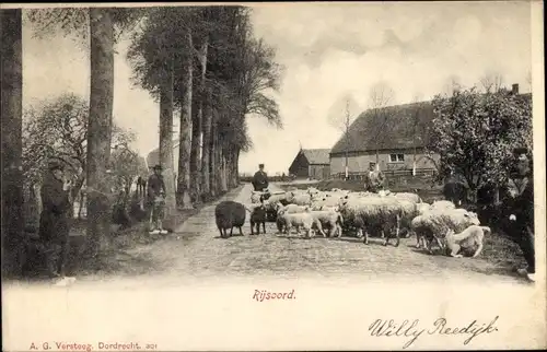 Ak Rijsoord Ridderkerk Südholland Niederlande, Straßenpartie, Schafe