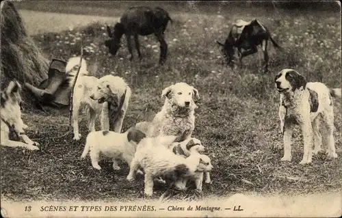 Ak Scenes et Types des Pyrenees, Chiens de Montagne, Hunde, Welpen