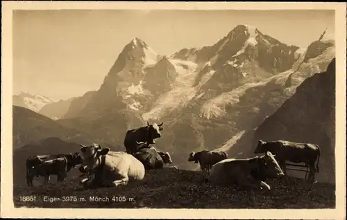 Ak Kanton Bern, Eiger, Mönch, Kühe