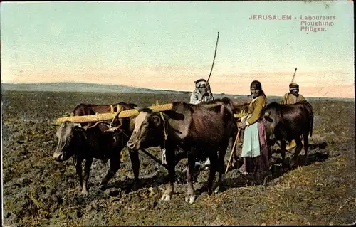 Ak Jerusalem Israel, Laboureurs, Ploughing, Pflügen, Landwirtschaft, Ochsenpflug