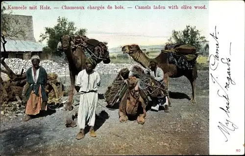 Ak Kamele mit Holz, Chameaux chargés de bois, Araber