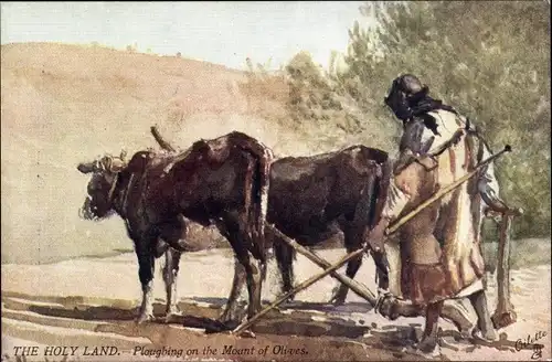 Künstler Ak The Holy Land, Ploughing on the Mount of Olives