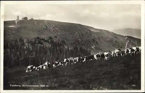 Ak Feldberg im Schwarzwald, Kühe auf der Weide