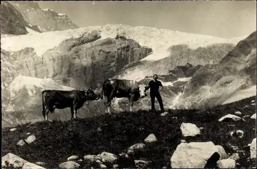 Ak Kandersteg Kanton Bern, Gasterntal, Kandergletscher, Kühe