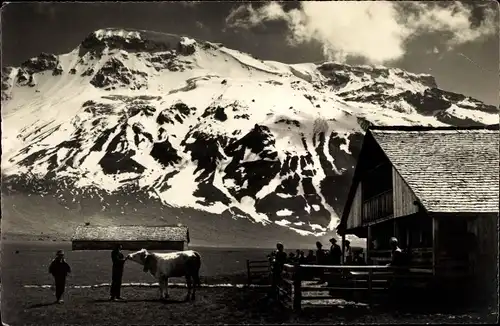 Ak Adelboden Kanton Bern Schweiz, Klubhütte Engschtligenalp, Kuh, Berggipfel