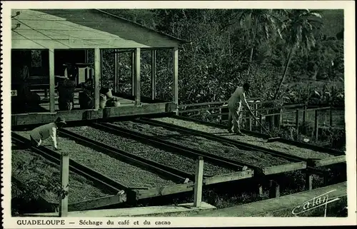 Ak Guadeloupe, Sechage du cafe et du cacao