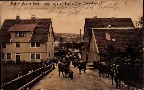 Ak Hahnenklee Bockswiese Goslar im Harz, Dorfstraße mit Hahnenkleeer Damenkapelle, Kühe