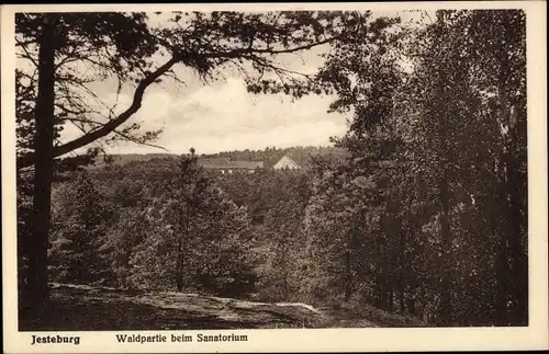 Ak Jesteburg in Niedersachsen, Waldpartie beim Sanatorium