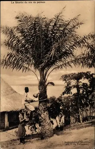 Ak Belgisch Kongo DR Kongo Zaire, la Récolte du vin de Palmes