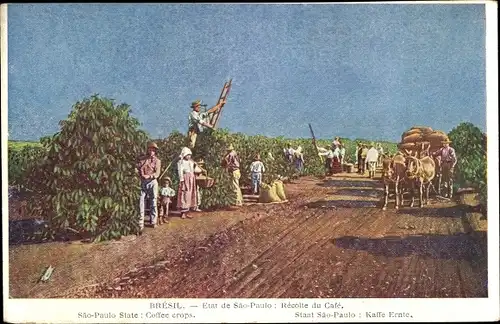 Ak São Paulo Brasilien, Kaffee-Ernte