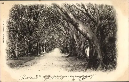 Ak Algier Alger Algerien, Jardin d'essais, Allee
