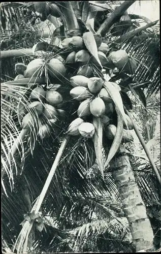 Ak Cedros Trinidad and Tobago, general view of Coconuts