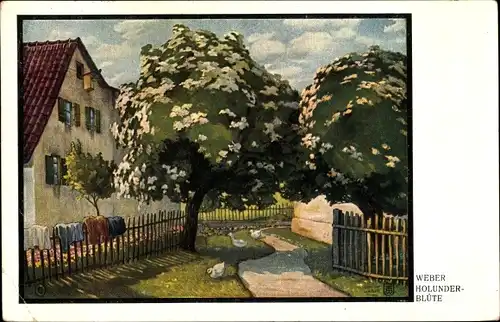 Künstler Ak Weber, Holunderblüte