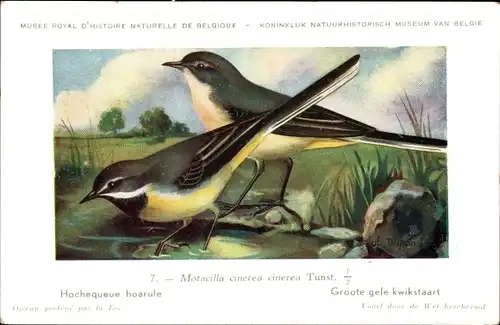 Künstler Ak Dupond, Hub., Motacilla cinerea cinerea Tunst, Grote Gele Kwikstaart Nr. 7