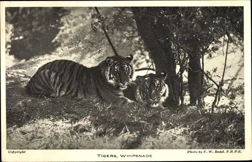 Ak Whipsnade Bedfordshire England, Tiger im Zoo