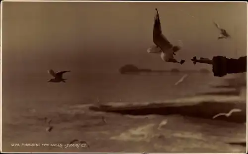 Ak Feeding the Gulls, Möwen, Judges 12711