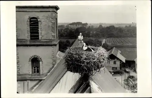 Foto Ak Störche im Nest auf einem Hausdach