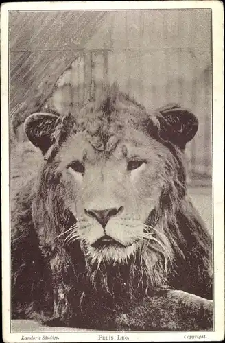 Ak Felis Leo, Löwe, Tierportrait