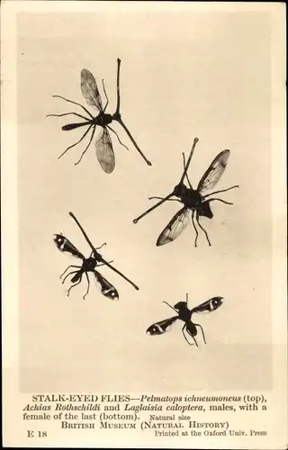 Ak Stalk Eyed Flies, Pelmatops ichneumoneus, Fruchtfliege, British Museum