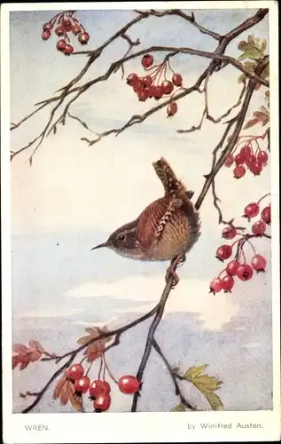 Künstler Ak Austen, Winifred, Wren, Troglodytes troglodytes, Zaunkönig