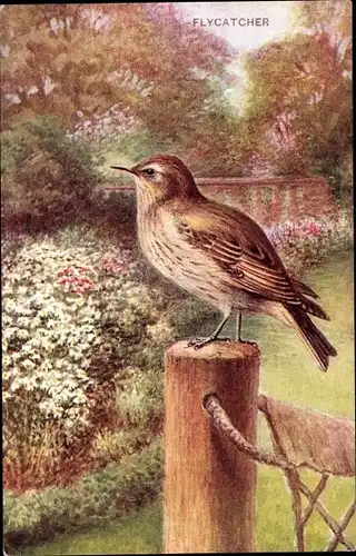 Künstler Ak Flycatcher, Fliegenschnäpper, Vogel