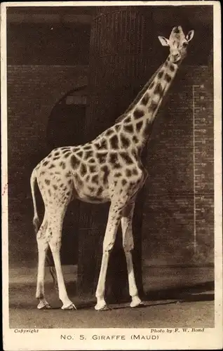 Ak Giraffe im Zoo, Maud