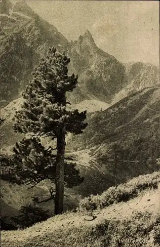 Ak Hohe Tatra Polen, Berge, Baum