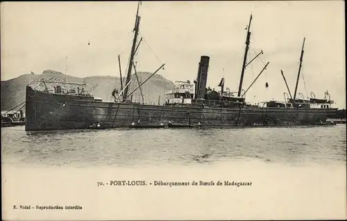 Ak Saint Louis Senegal, Debarquement de Boeufs de Madagascar