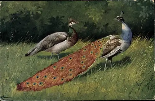 Künstler Ak Schönian, Alfred, Pfauenpaar, Pfau und Pfauenhenne