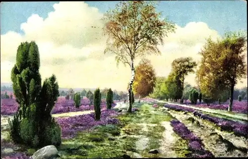 Ak Landschaft, Heidekraut, Birken, Photochromie