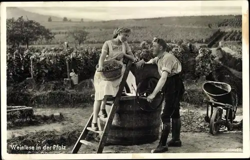 Ak Weinlese in der Pfalz, Weinberg
