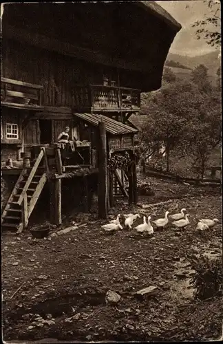 Ak Bauernhaus im Schwarzwald, Gänse