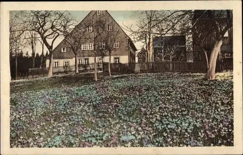 Ak Schlößchen Porschendorf Amtsberg im Erzgebirge, Krokuswiesen