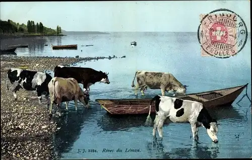 Ak Rives du Leman, Kühe am Wasser, Ruderboot